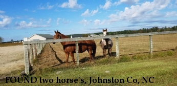 FOUND two horse's, Johnston Co, NC