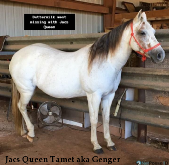 Jacs Queen Tamet aka Genger