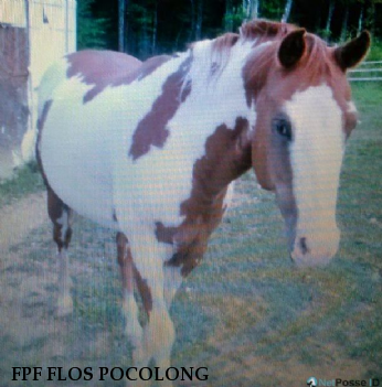 FPF FLOS POCOLONG