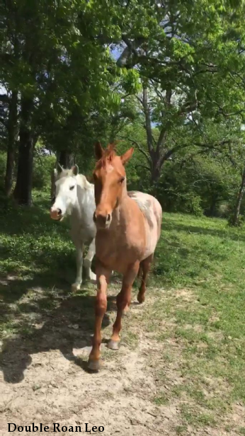 Double Roan Leo