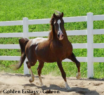 Golden Ecstasy - Gideon