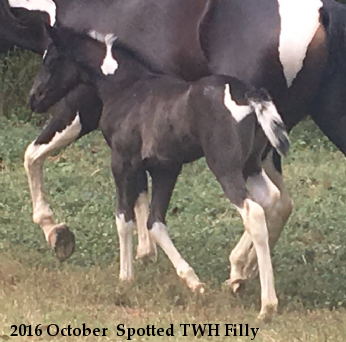 2016 October  Spotted TWH Filly