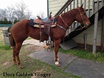 Docs Golden Ginger