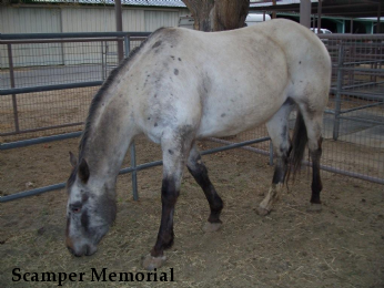 Scamper Memorial