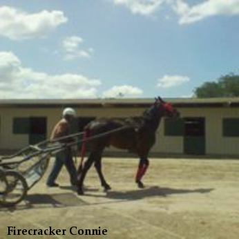 Firecracker Connie