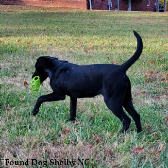 Found Dog Shelby NC