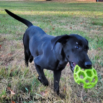 Found Dog Shelby NC