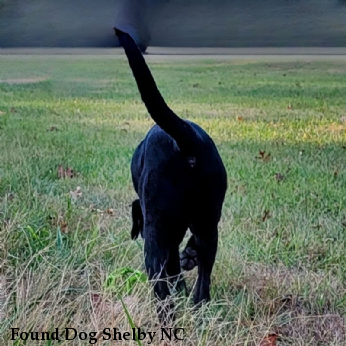 Found Dog Shelby NC