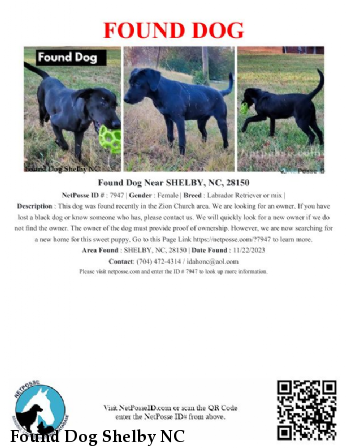 Found Dog Shelby NC