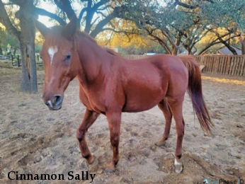 Cinnamon Sally