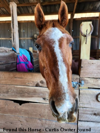 Found this Horse - Curtis Owner Found