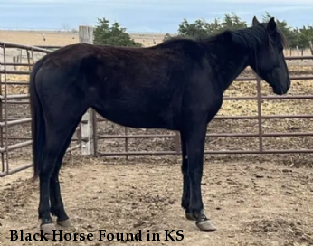 Black Horse Found in KS