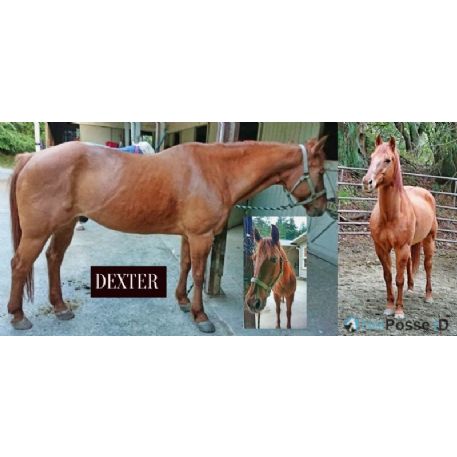 STOLEN Horse - Dexter
