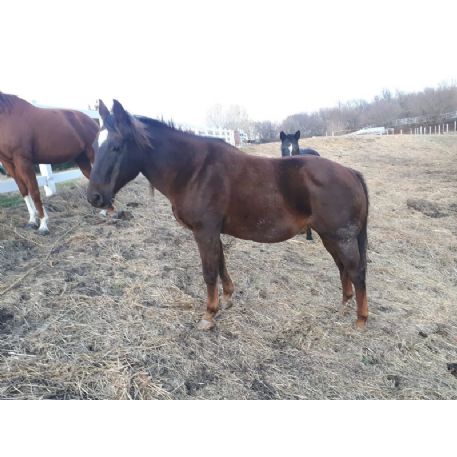 FOUND Mustang/qh Horse