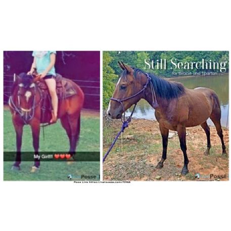 MISSING Horse - Gracie and Spartan