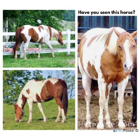 MISSING Horse - Pet - One Penny Cash