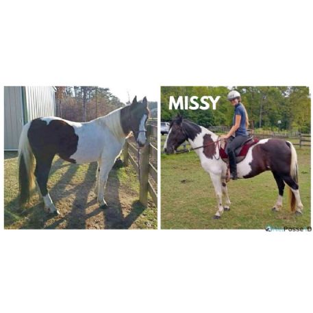 MISSING Horse - Missy