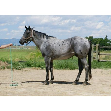 RECOVERED Horse - Blue Roan Stud