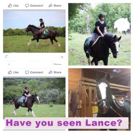 SEARCHING FOR Horse - Lance