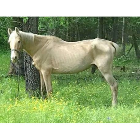 FOUND Palomino Horse