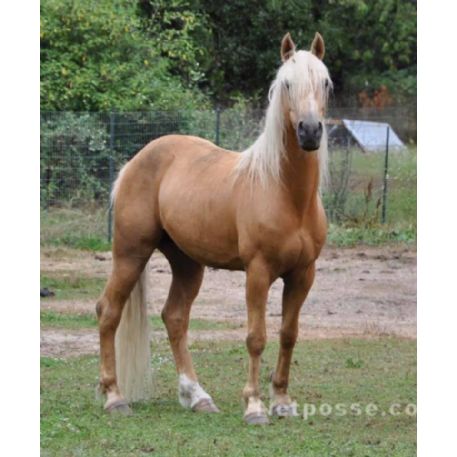 Horse - ARROW, Ellensburg , WA 98950