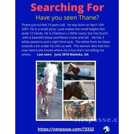 SEARCHING FOR Horse - Thane