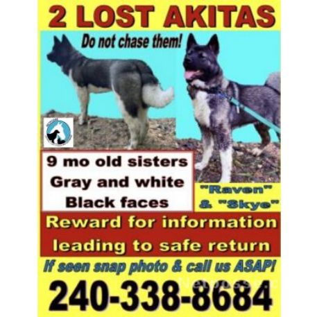 MISSING Dog - Two Lost Akitas - REWARD