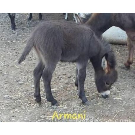 MISSING Donkey - Armani