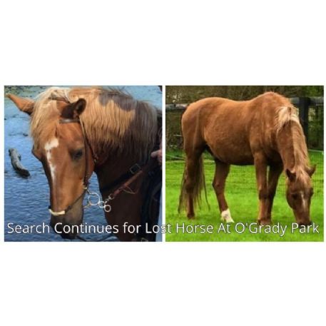 MISSING Horse - No name given by owner - REWARD