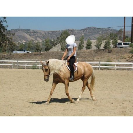 SEARCHING FOR Horse - Sierra Lee - REWARD