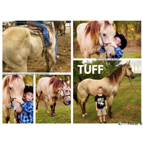STOLEN Horse - Tuff