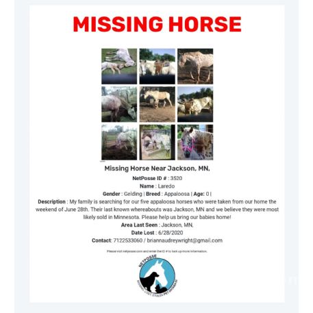 MISSING Horse - Laredo