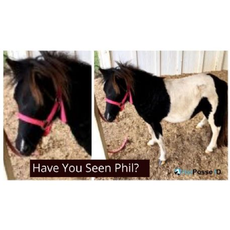RECOVERED Horse - Phil