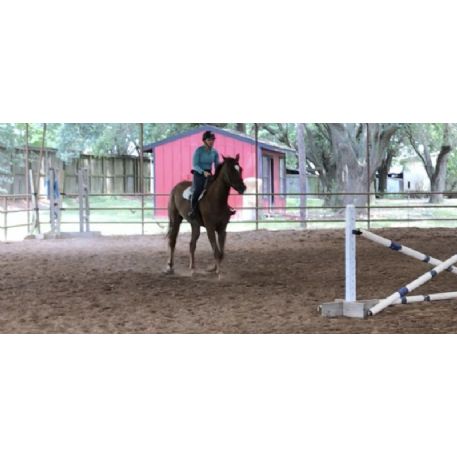 RECOVERED Horse - Penny ( Best Invitation only), Cypress, Tx 77433