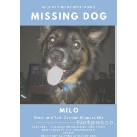 MISSING Dog - Milo
