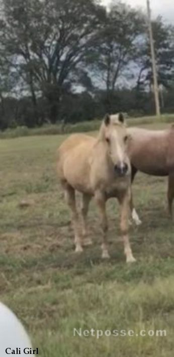 Missing Horse named Cali Girl - Granbury, TX, 72701 | NetPosse ID #3735