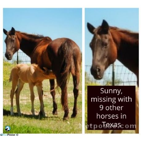 MISSING Horse - Sunny