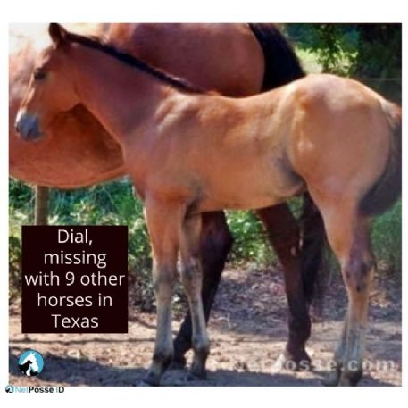 MISSING Horse - Dial