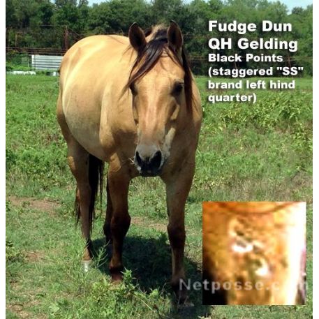 STOLEN Horse - Double Dipped Fudge - RECOVERED
