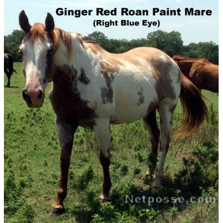STOLEN Horse - Opt To Impress - Ginger