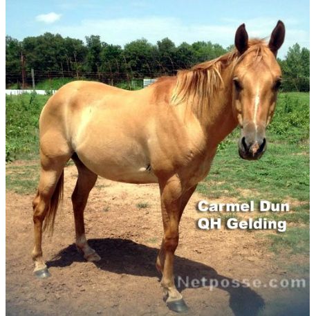 STOLEN Horse - carmel
