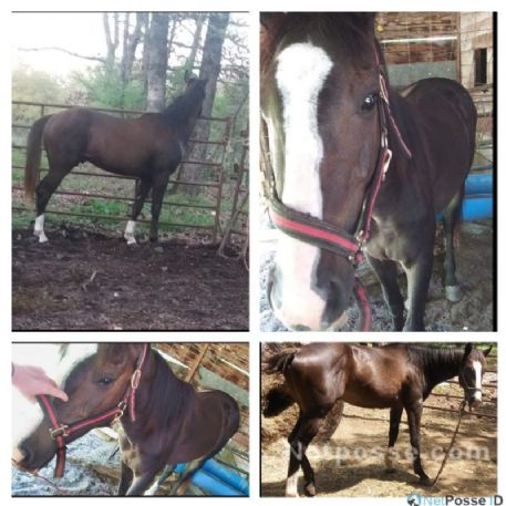 MISSING Horse - Stud Colt Thoroughbred (not named yet)