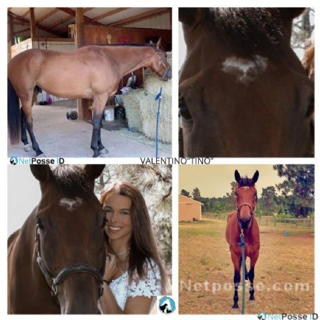 RECOVERED Horse - Valentino“Tino”