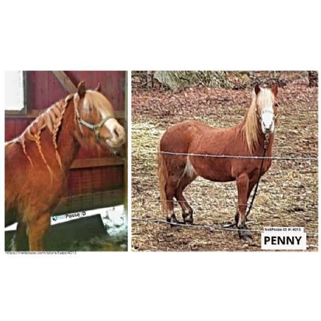 MISSING Horse - Penny