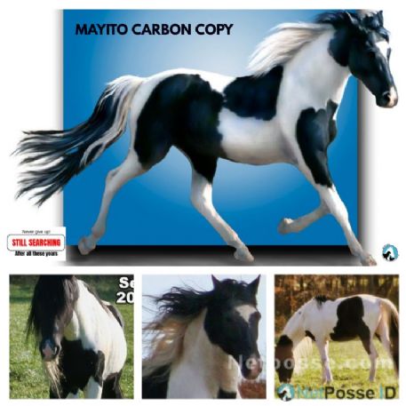 STOLEN Horse - Mayito`s Carbon Copy