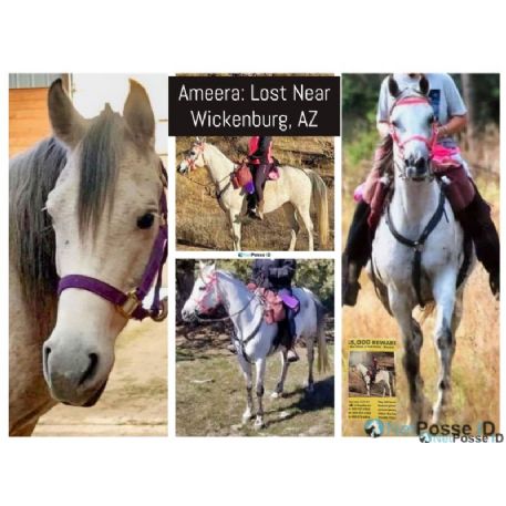 DECEASED Horse - Ameera, Wickenburg, AZ 85390 - REWARD