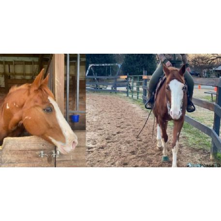 RECOVERED Horse - Skip a Dee Lacy Recovered, Mount Ulla, NC 28125