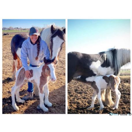 STOLEN Horse - Gypsy aka Trixie's Baby 