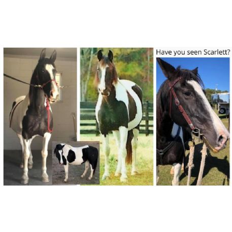 SEARCHING FOR Horse - Scarlett  - REWARD
