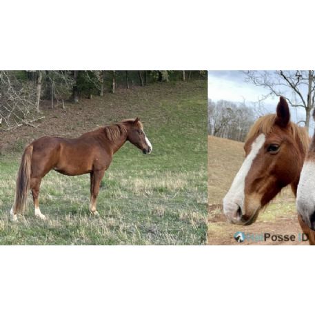 MISSING Horse - Cherokee